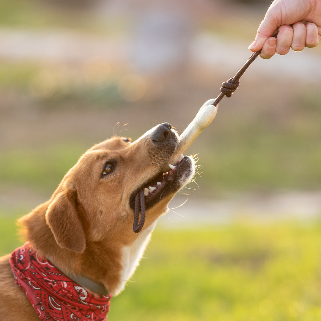 Mordedor Mascotas Salmer (6)