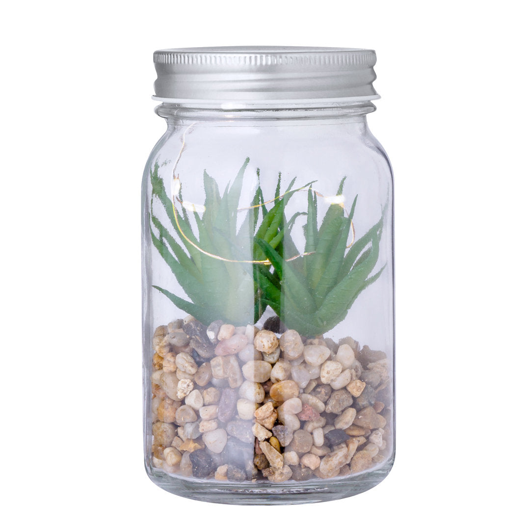 Planta Decorativa Kyala (1)