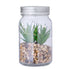 Planta Decorativa Kyala (1)