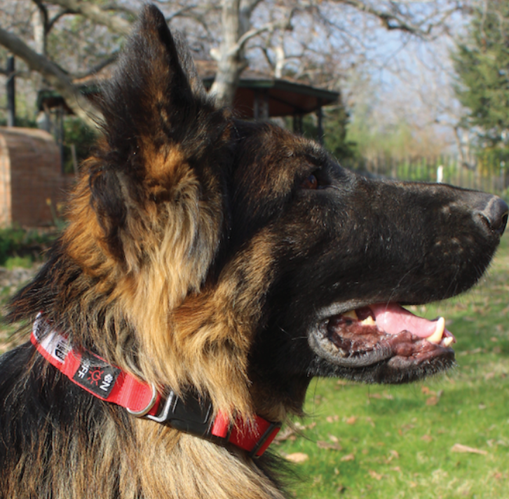 Collar mascota con luz (2)