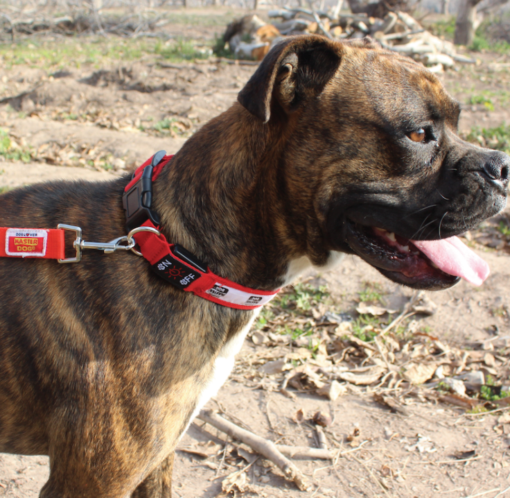 Collar mascota con luz (3)