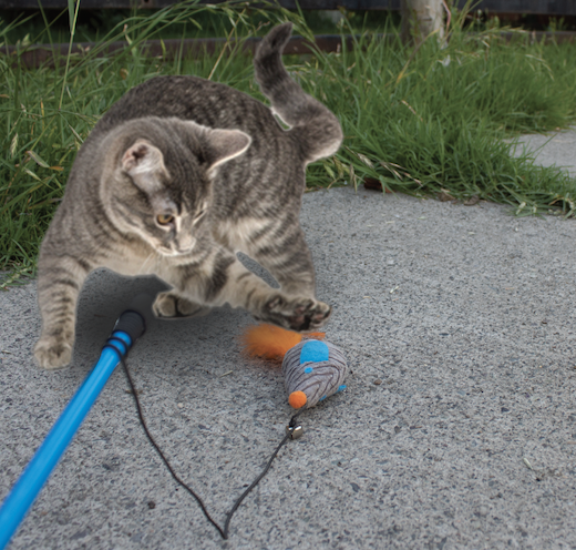 Juego para Gatos (1)