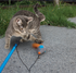 Juego para Gatos (1)